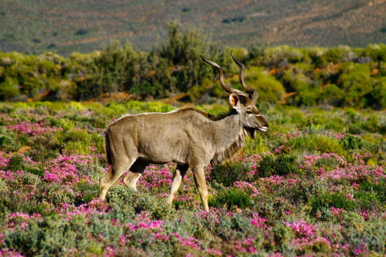 Inverdoorn Game Reserve Lodge Breede River Exterior photo