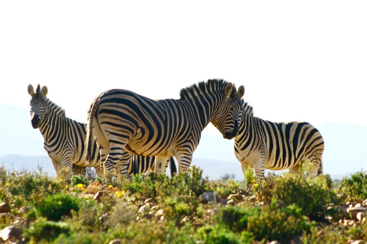 Inverdoorn Game Reserve Lodge Breede River Exterior photo