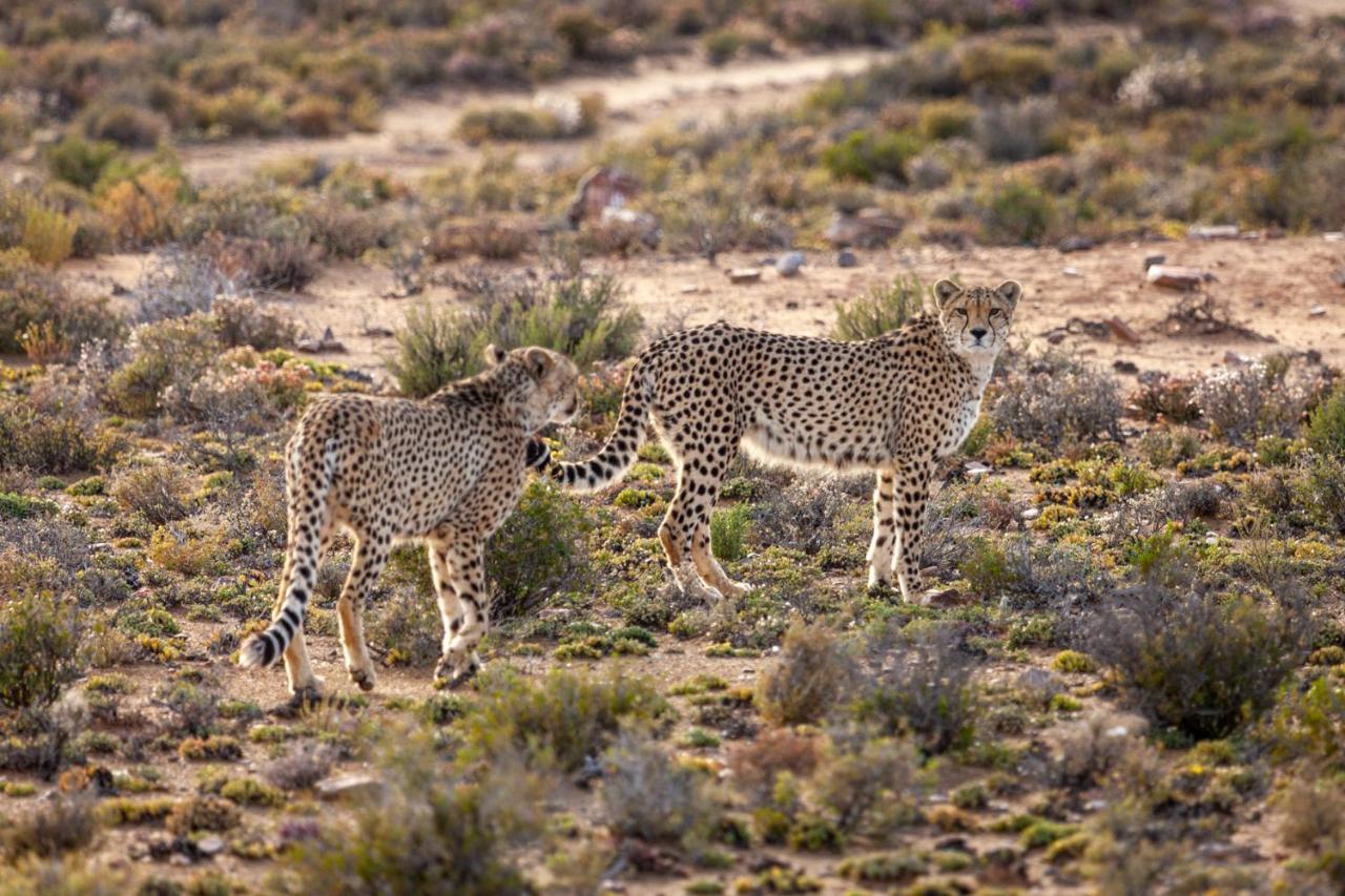 Inverdoorn Game Reserve Lodge Breede River Exterior photo