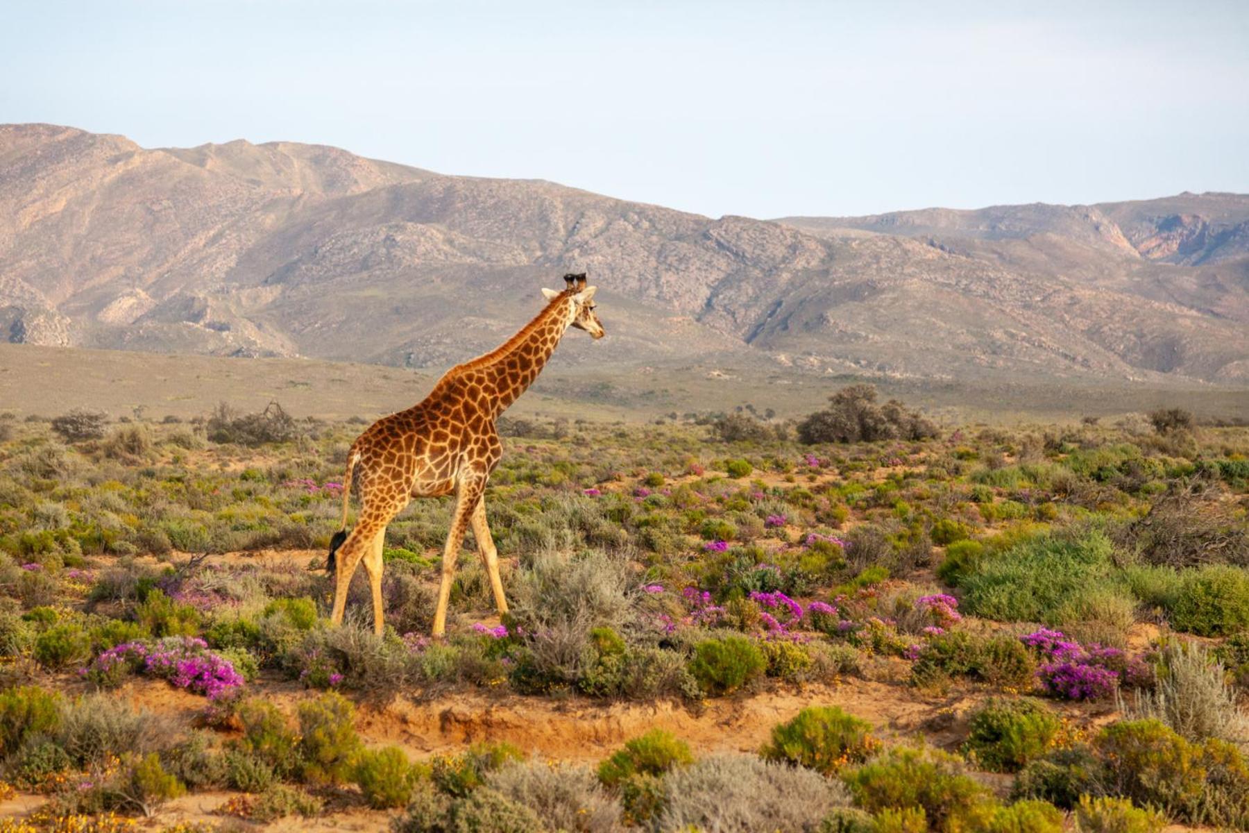 Inverdoorn Game Reserve Lodge Breede River Exterior photo