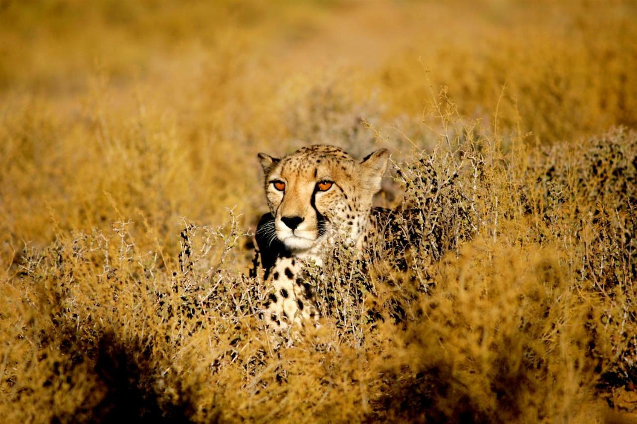 Inverdoorn Game Reserve Lodge Breede River Exterior photo